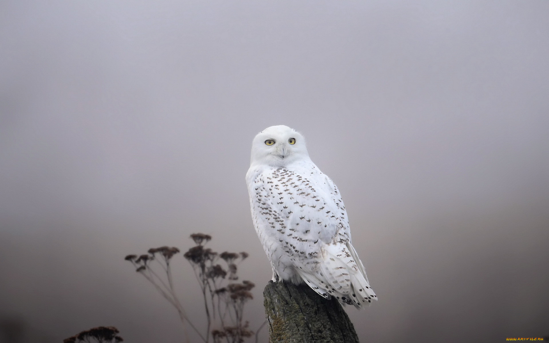 , , snowy, owl, fog, 